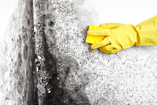 Best Mold Documentation for Insurance Claims  in Hebron, OH