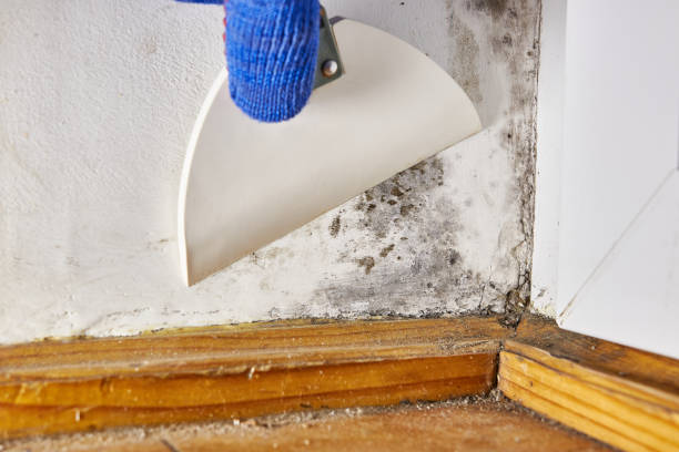 Best Emergency Mold Remediation  in Hebron, OH