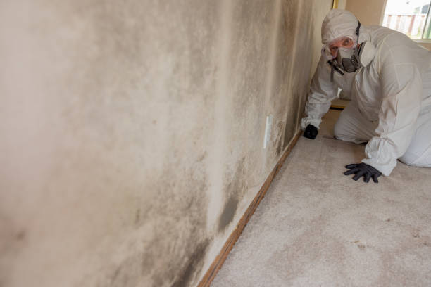 Best Environmental Consulting for Mold Prevention  in Hebron, OH
